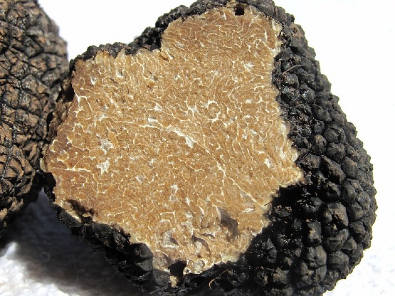 Truffles in Umbria - the king of Umbrian gastronomy and dishes.