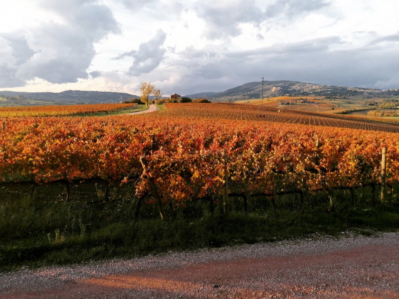 Umbria Wine Tour - Full day trip around Sagrantino area