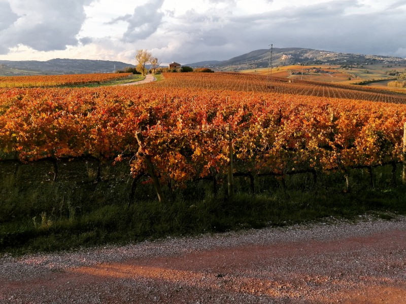 Torgiano: Wine tour and tasting at Lungarotti Winery