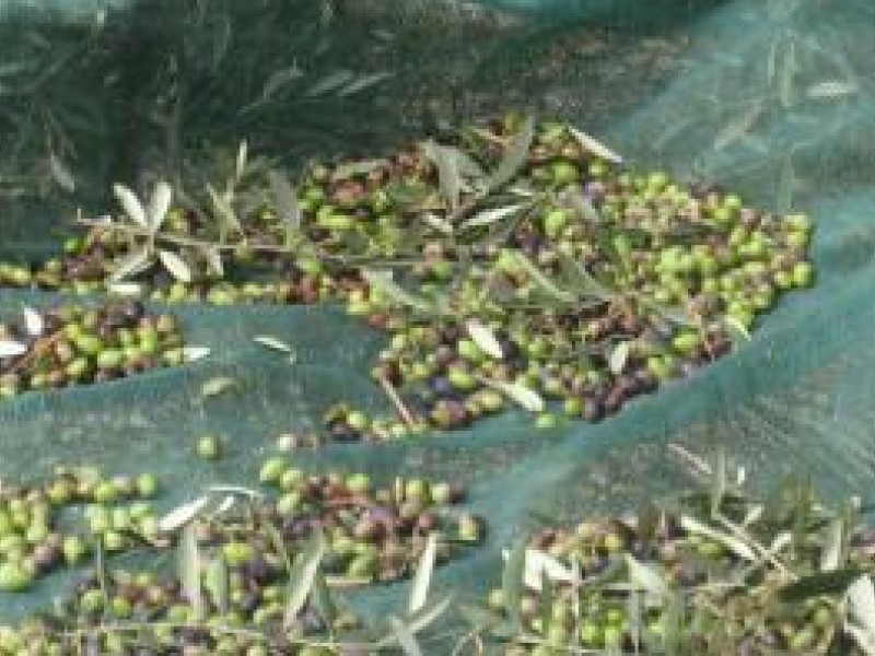 Olive oil tour in Umbria with tasting and oil mill visit.
